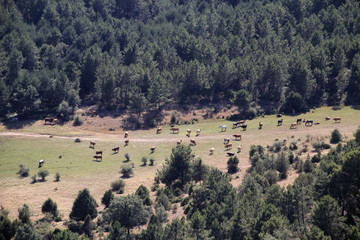 Vacas