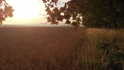 Dawn from behind the trees.