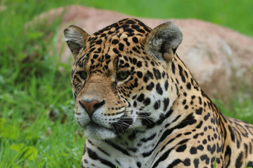 Fototapeta na wymiar Jaguar head portrait