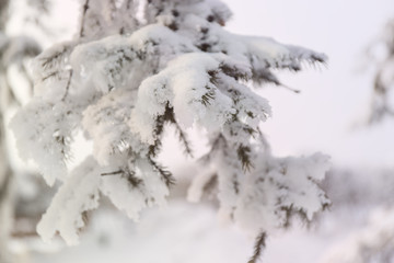 Snowcowered branches. Winter blur background. Frost trees.