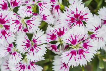 Closeup of pink Dianthus Chinensis Flowers
