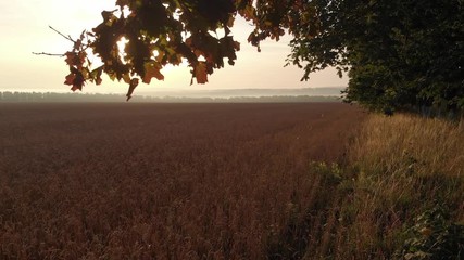 Dawn from behind the trees.