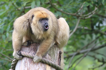 Howler monkey sat on a post
