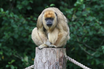 Obraz premium Howler monkey sat on a post
