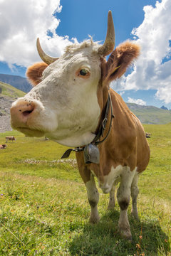 Portrait de vache des alpes suisses