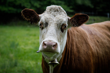 Detail einer Alpenkuh auf einer Almwiese in Bayern 
