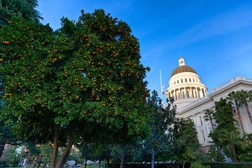 Capitol Citrus