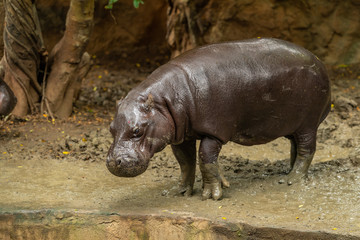 The pygmy hippopotamus is a small hippopotamid which is native to the forests and swamps of West Africa