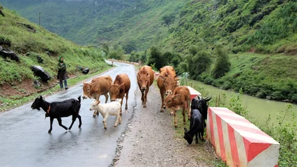 Fototapeten Pistazie Herding livestocks on the country road with mountain background in Vietnam   © umitory