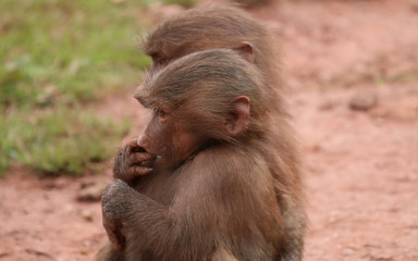 Young Hamadryas Baboon