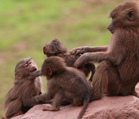 Young and old Hamadryas Baboons