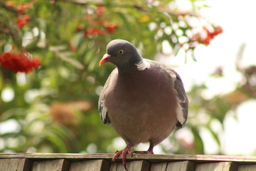 a woodpigeon life