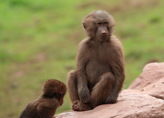 Young and old Hamadryas Baboon