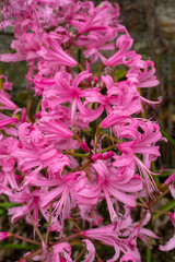 Fototapeta premium A Cluster of Pink Nerine Flowers - Portrait