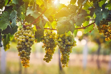 Fotobehang Bos van gele druiven in de wijngaard bij zonsondergang © Rostislav Sedlacek