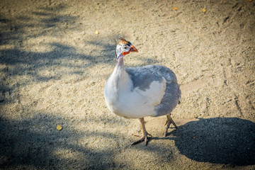 The Turkey walks on the sand at the zoo