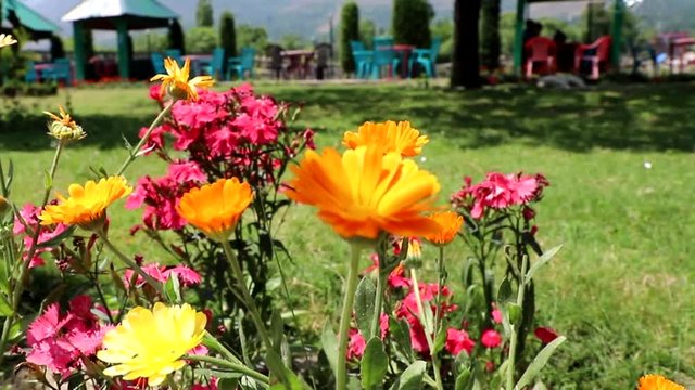 Flowers with a beautiful backdrop in Kashmir valley, India