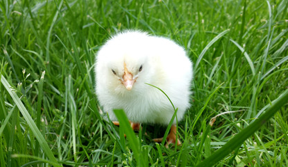 Chick on the grass