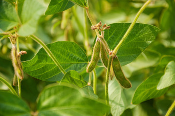 Pods of soybean on a soybean plant. Green texture with soya pods. The stem of a soy plant on the...