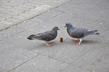 Two pigeons (doves) eating a piece of sausage on the sidewalk