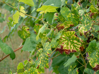 Sick grapevine plants. Chlorosis and rust. Agriculture problem.