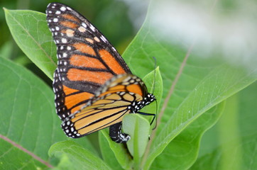 Fototapeta na wymiar Female Monarch Butterfly laying eggs on millkweed