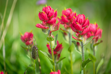 Mountain Wild Flowers