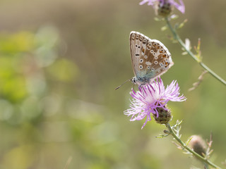 The chalkhill blue (Polyommatus coridon) is a butterfly in the family Lycaenidae.
