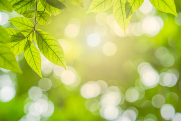 close-up natural view of green leaves in garden, ray of sunlight though tree leaves in summer time,...