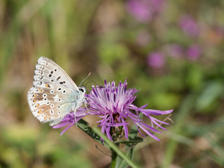 The chalkhill blue (Polyommatus coridon) is a butterfly in the family Lycaenidae.