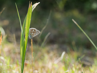The chalkhill blue (Polyommatus coridon) is a butterfly in the family Lycaenidae.