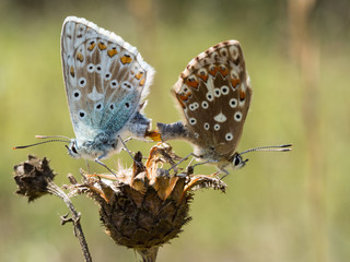 Pair of mating chalkhill blue (Polyommatus coridon) butterflies in the family Lycaenidae.