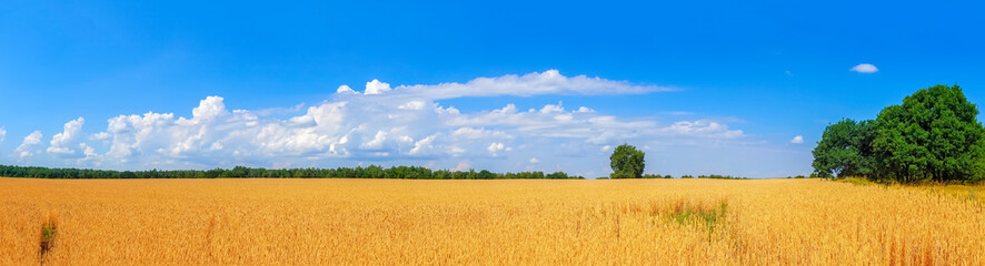 ripe golden wheat field by summertime panorama