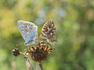 Pair of mating chalkhill blue (Polyommatus coridon) butterflies in the family Lycaenidae.