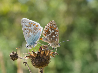 Pair of mating chalkhill blue (Polyommatus coridon) butterflies in the family Lycaenidae.
