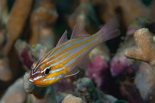 Orange-Lined Cardinalfish Apogon cyanosoma