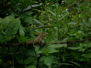 lizard in natue