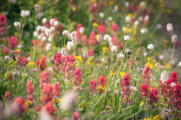 Mountain Wild Flowers