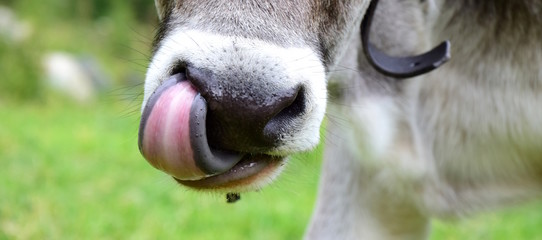 Banner, junge Kuh schleckt sich mit der Zunge die Nase