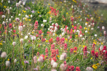 Mountain Wild Flowers