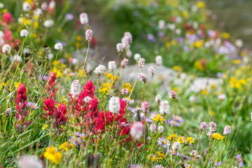 Mountain Wild Flowers