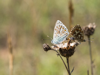 Pair of mating chalkhill blue (Polyommatus coridon) butterflies in the family Lycaenidae.