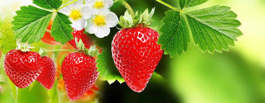 berry garden summer.strawberries