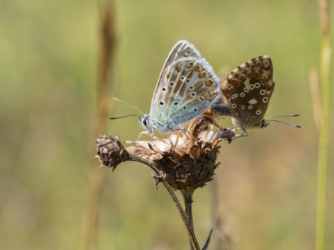 Pair of mating chalkhill blue (Polyommatus coridon) butterflies in the family Lycaenidae.