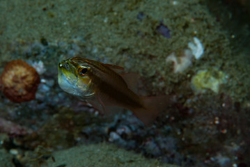 Cardinalfish