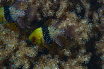 Fototapeta na wymiar Pajama cardinalfish Sphaeramia nematoptera