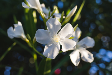 White flowers among colorful leaves on a sunny day