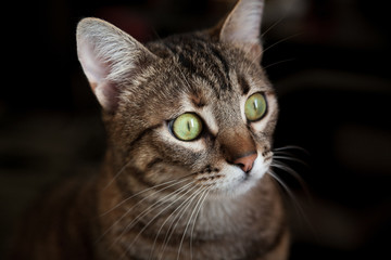 Naklejka na ściany i meble portrait of a domestic tabby cat on a dark background