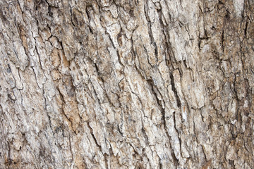 Tree bark texture background