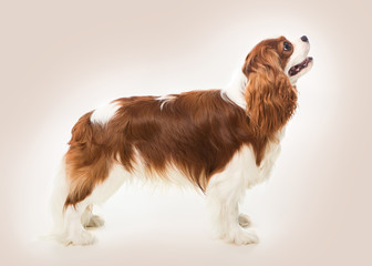 Cavalier King Charles spaniel dog